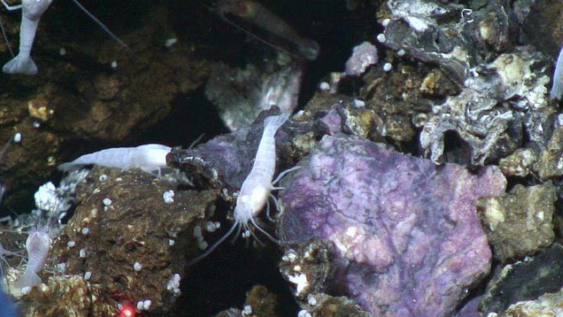 Illustration for article titled The First Pictures of Life in the Deepest Ocean Vents Ever Discovered